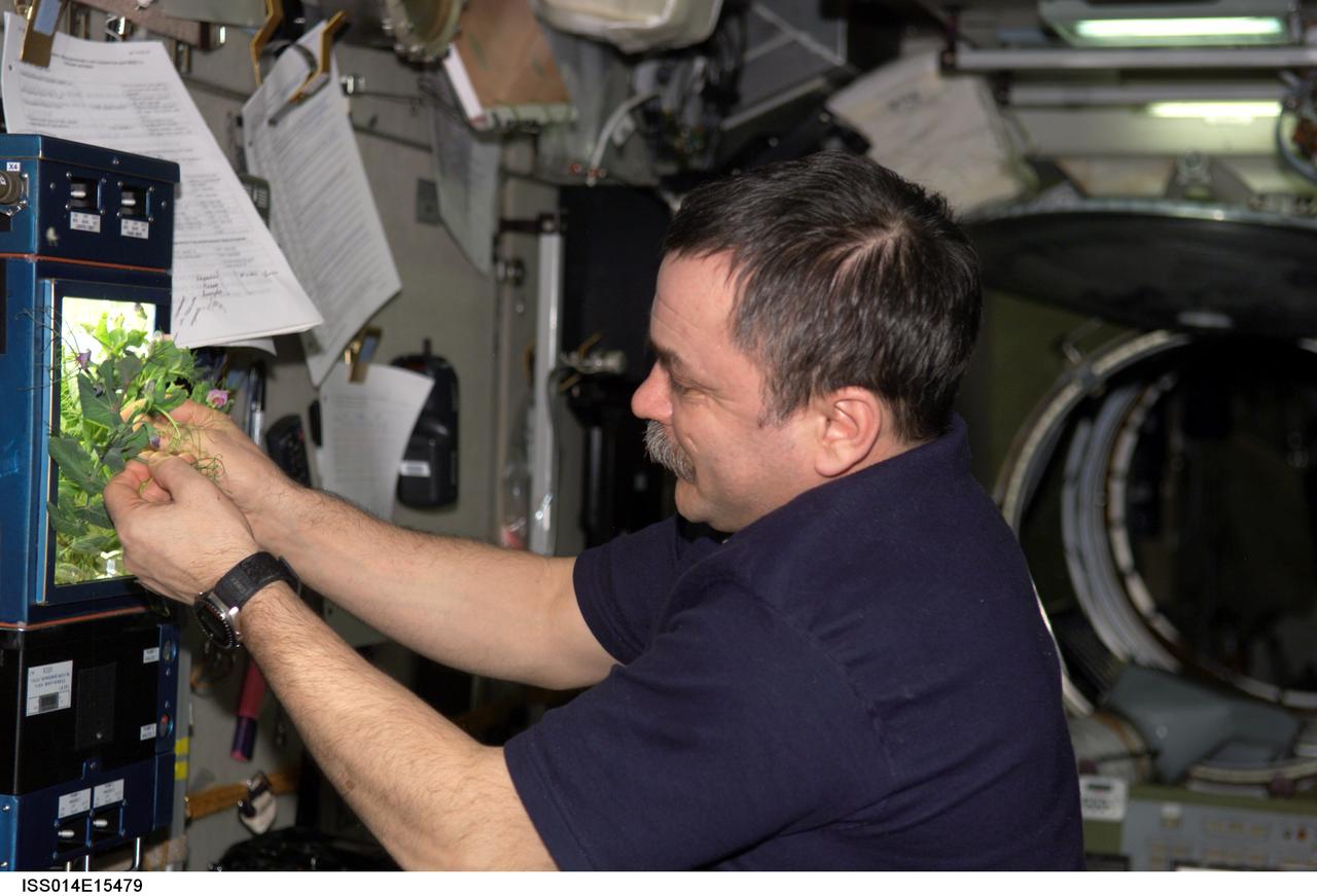 ISS014-E-15479 (28 Feb. 2007) --- Cosmonaut Mikhail Tyurin, Expedition 14 flight engineer representing Russia's Federal Space Agency, checks the progress of plants growing in the Russian Lada greenhouse in the Zvezda Service Module of the International Space Station.