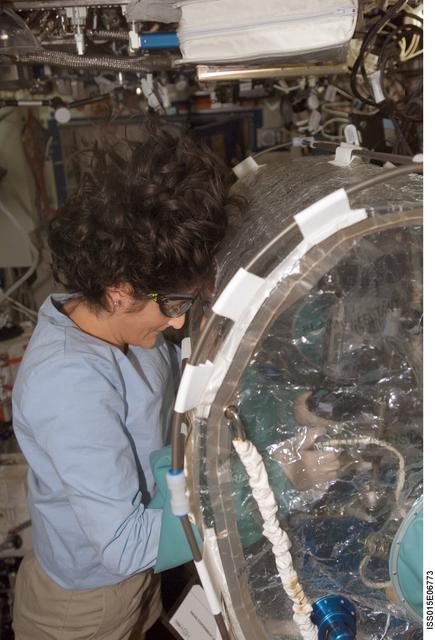 NASA image: Williams works with LOCAD-PTS Experiment Hardware in the US Lab during Expedition 15