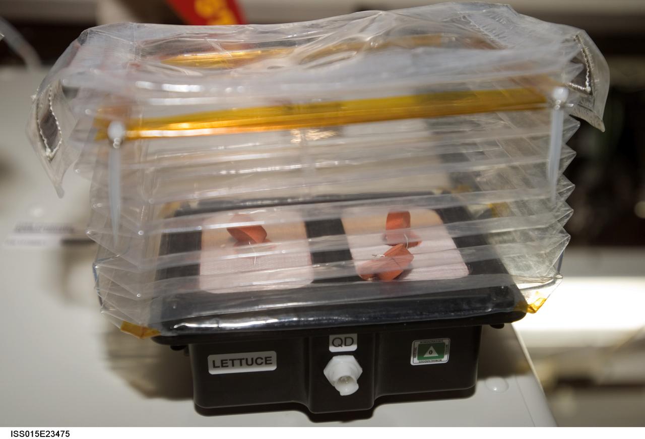 ISS015-E-23475 (20 Aug. 2007) --- Close-up view of a plant growth experiment in an Education Payload Operations experiment collapsible growth chamber (labeled "Lettuce") photographed in the U.S. Laboratory or Destiny module aboard the International Space Station during Expedition 15.