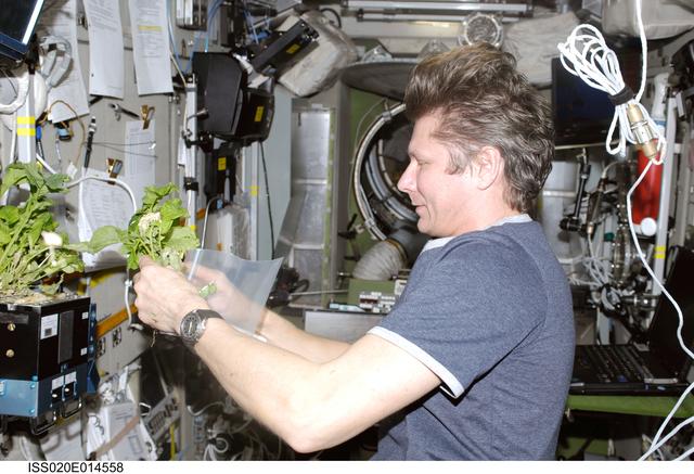 NASA image: Padalka with BIO-5 Rasteniya-2 (Plants-2) experiment in the LADA-14  greenhouse