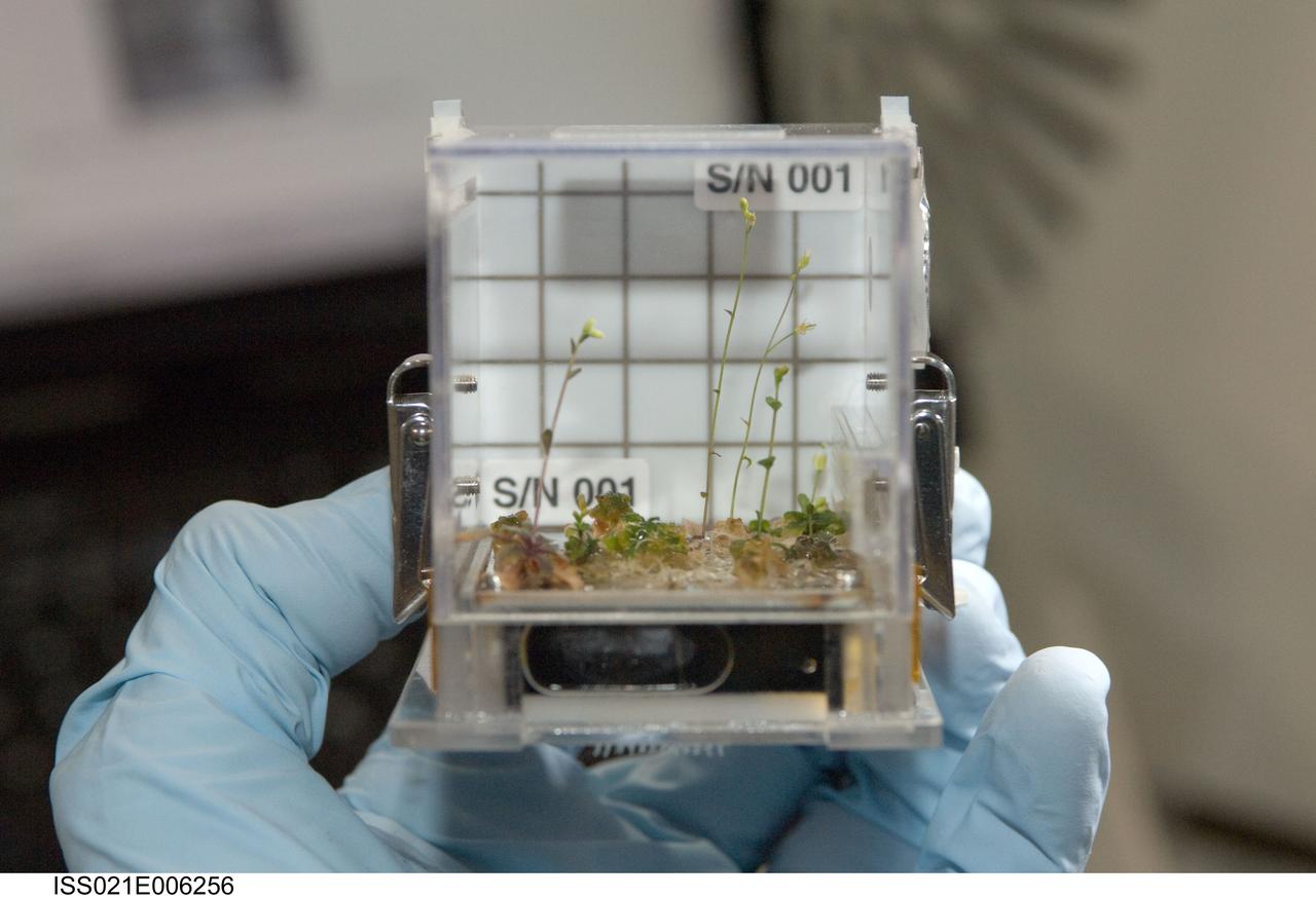 ISS021-E-006256 (13 Oct. 2009) --- A close-up view of the Cell Biology Experiment Facility (CBEF) SPACE SEED experiment is featured in this image photographed by an Expedition 21 crew member in the Kibo laboratory on the International Space Station.