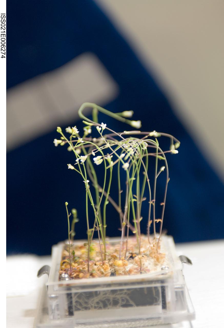 ISS021-E-006274 (13 Oct. 2009) --- A close-up view of the Cell Biology Experiment Facility (CBEF) SPACE SEED experiment is featured in this image photographed by an Expedition 21 crew member in the Kibo laboratory on the International Space Station.