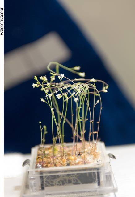 NASA image: View of CBEF Space Seed Experiment Hardware