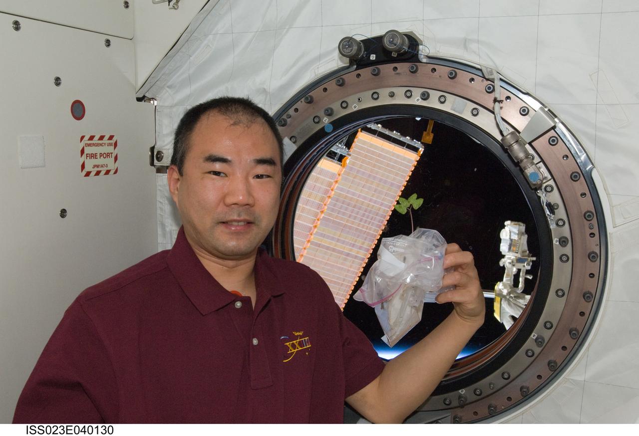 ISS023-E-040130 (13 May 2010) --- Japan Aerospace Exploration Agency (JAXA) astronaut Soichi Noguchi, Expedition 23 flight engineer, holds a plant while posing for a photo near a window in the Kibo laboratory of the International Space Station. In its 11 ? years in space, the orbital outpost has been host to a variety of plant experiments.