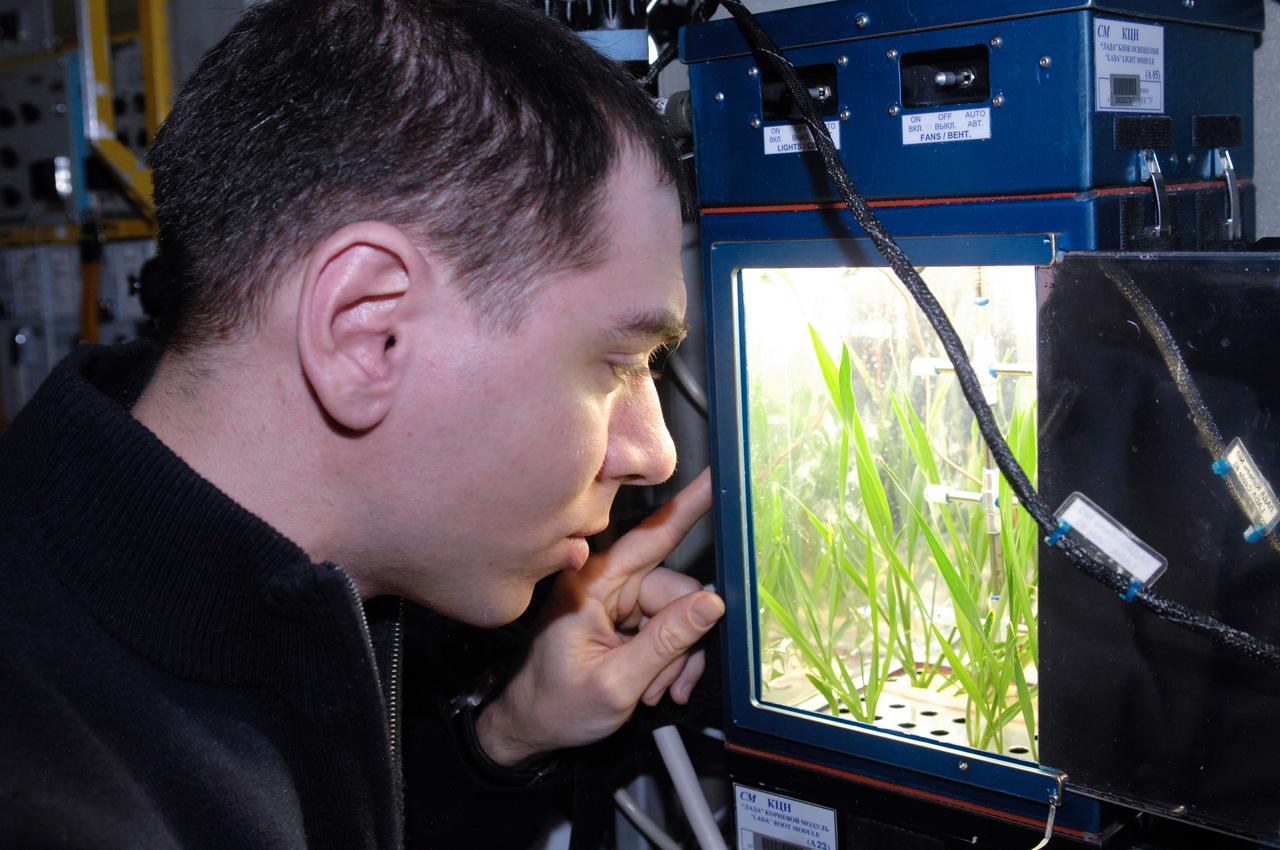 ISS028-E-034854 (31 Aug. 2011) --- Russian cosmonaut Sergei Volkov, Expedition 28 flight engineer, checks the progress of a new growth experiment on the BIO-5 Rasteniya-2 (Plants-2) payload with its LADA-01 greenhouse in the Zvezda Service Module of the International Space Station.