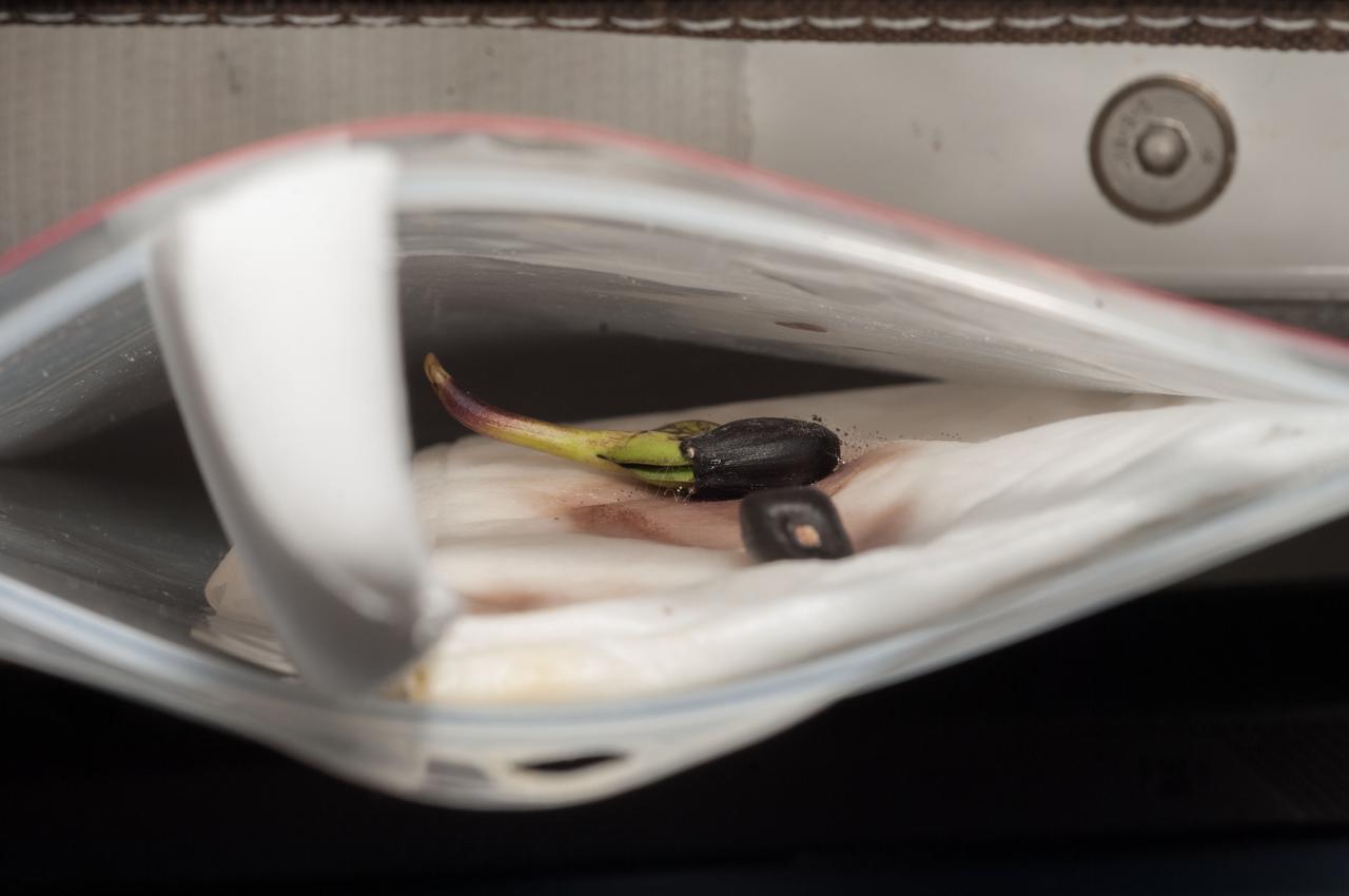 ISS037-E-026274 (4 Nov.  2013) --- A two-day old sunflower sprout is being closely monitored in its temporary home inside a plastic bag by the Expedition 37 crew members onboard the Earth-orbiting International Space Station.