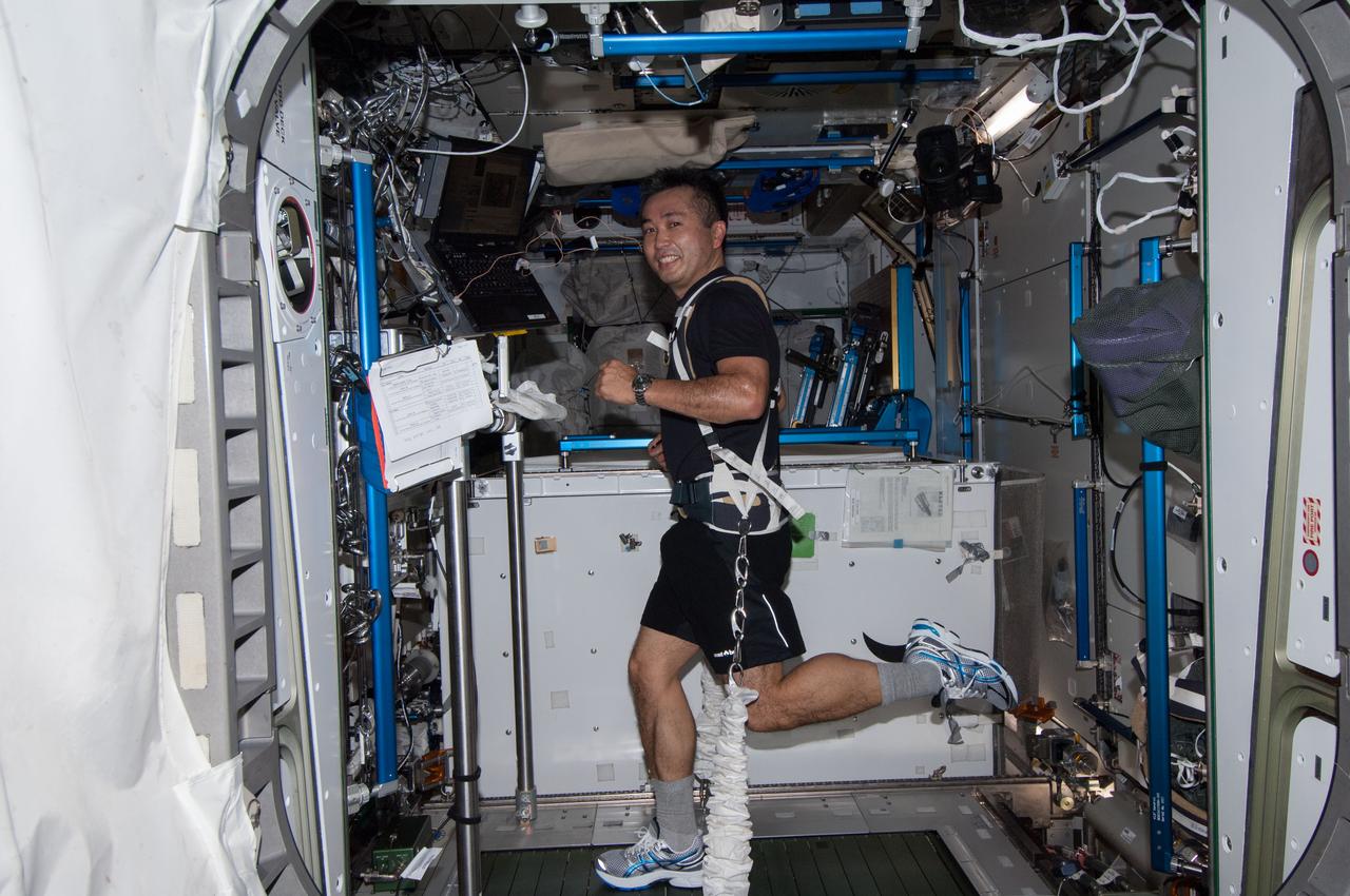 ISS038-E-002210 (14 Nov. 2013) --- Japan Aerospace Exploration Agency astronaut Koichi Wakata, Expedition 38 flight engineer, equipped with a bungee harness, exercises on the Combined Operational Load Bearing External Resistance Treadmill (COLBERT) in the Tranquility node of the International Space Station.