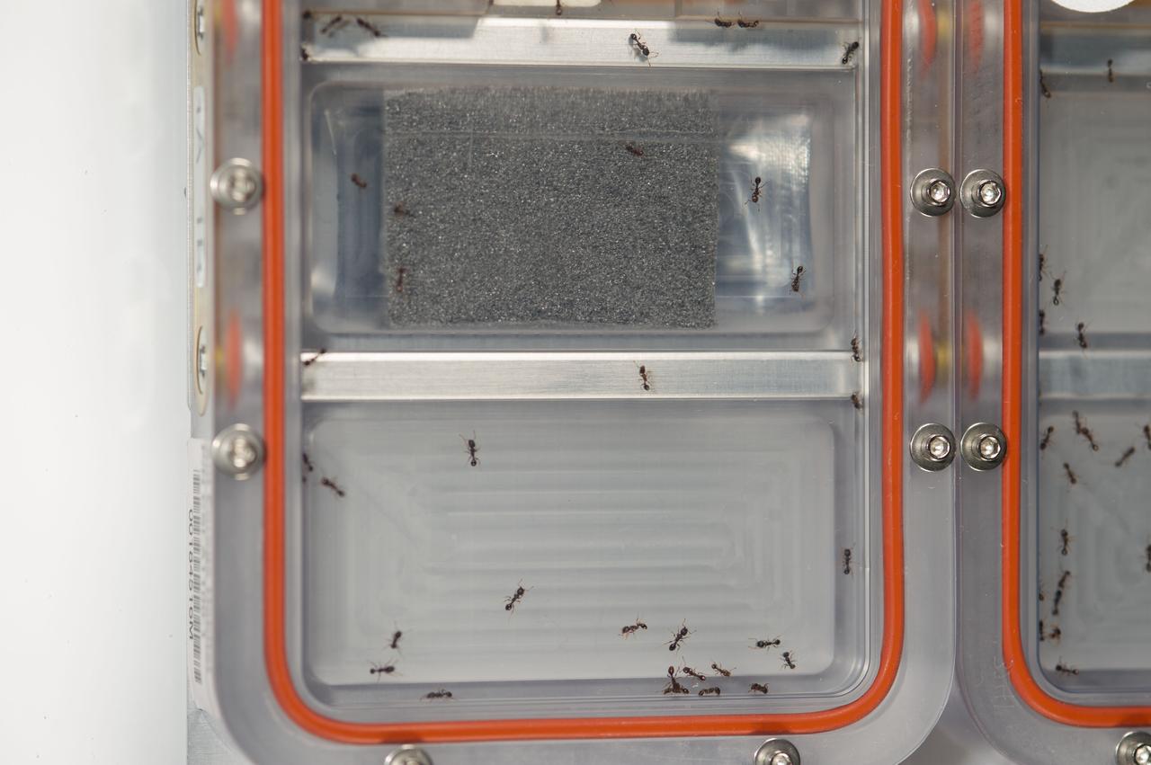 ISS038-E-029133 (12 Jan. 2014) --- The Ant Forage Habitat Facility is featured in this image photographed by an Expedition 38 crew member on the International Space Station. The study examines the behavior of ants by comparing groups living on Earth to those in space.
