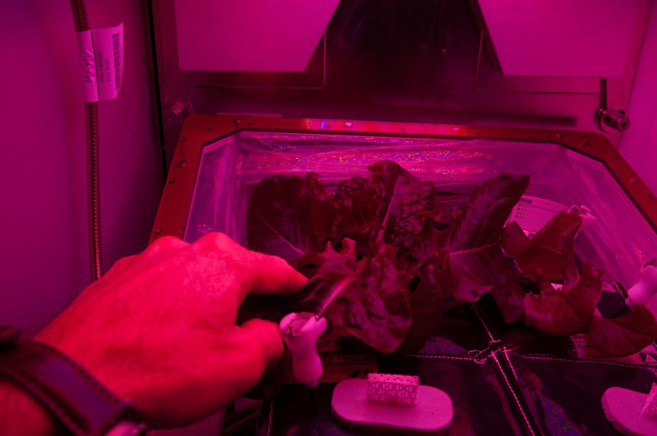 ISS040-E-007672 (5 June 2014) --- One of the Expedition 40 crew members on the International Space Station photographed his hand working with the Vegetable Production System (Veggie) recently added to the orbital outpost. The experiment deals with the growth and development of ‘Outredgeous’ Lettuce (Lactuca sativa) seedlings in the spaceflight environment and the effects of the spaceflight environment on composition of microbial flora on the Veggie-grown plants and the Veggie facility. The purple light is the   wavelength that is supposed to best promote photosynthesis and growth for the plants.