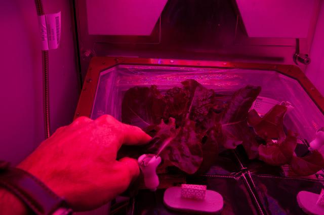 NASA image: Veg-01 Experiment Daily Check