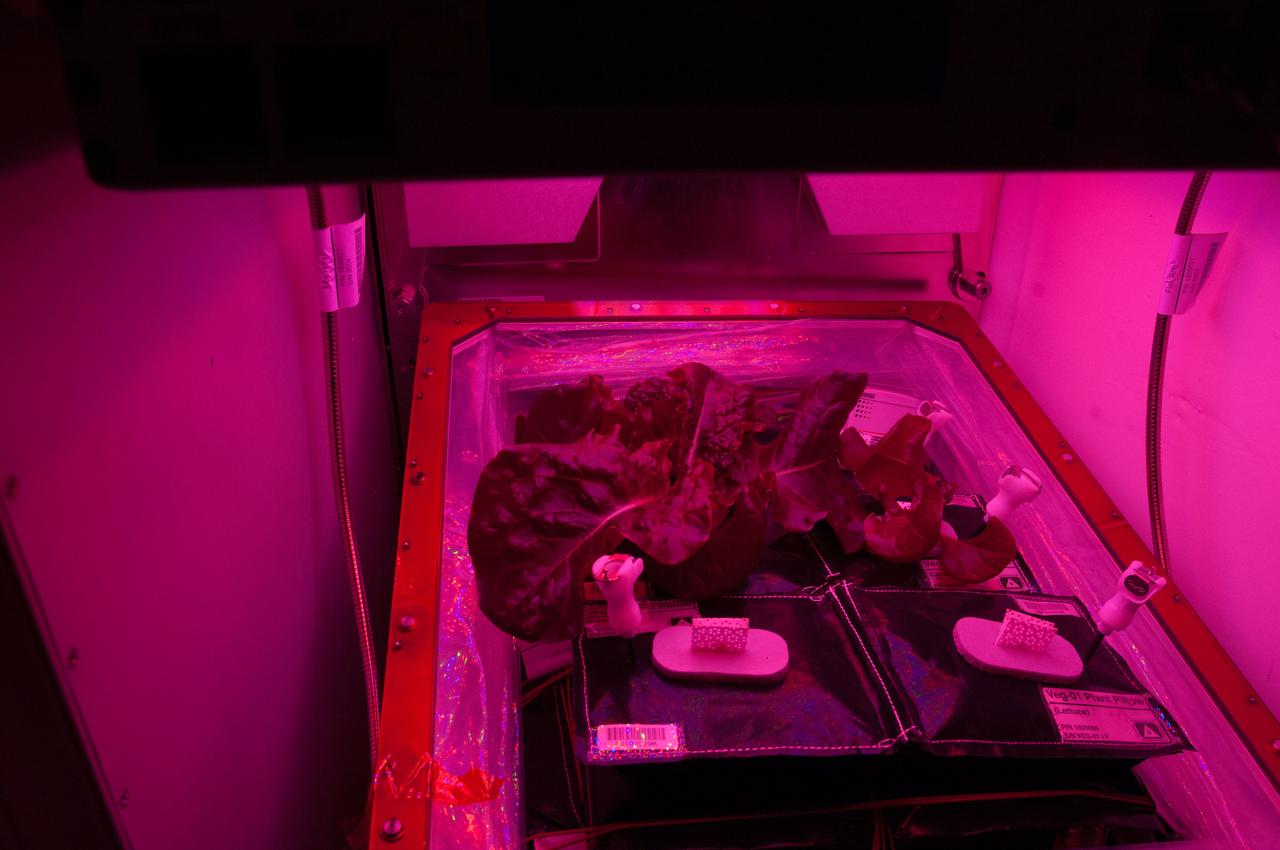 ISS040-E-007676 (5 June 2014) --- One of the Expedition 40 crew members on the International Space Station took a series of photos of the Vegetable Production System (Veggie) recently added to the orbital outpost. The experiment deals with the growth and development of ‘Outredgeous’ Lettuce (Lactuca sativa) seedlings in the spaceflight environment and the effects of the spaceflight environment on composition of microbial flora on the Veggie-grown plants and the Veggie facility. The purple light is the wavelength that is supposed to best promote photosynthesis and growth for the plants.