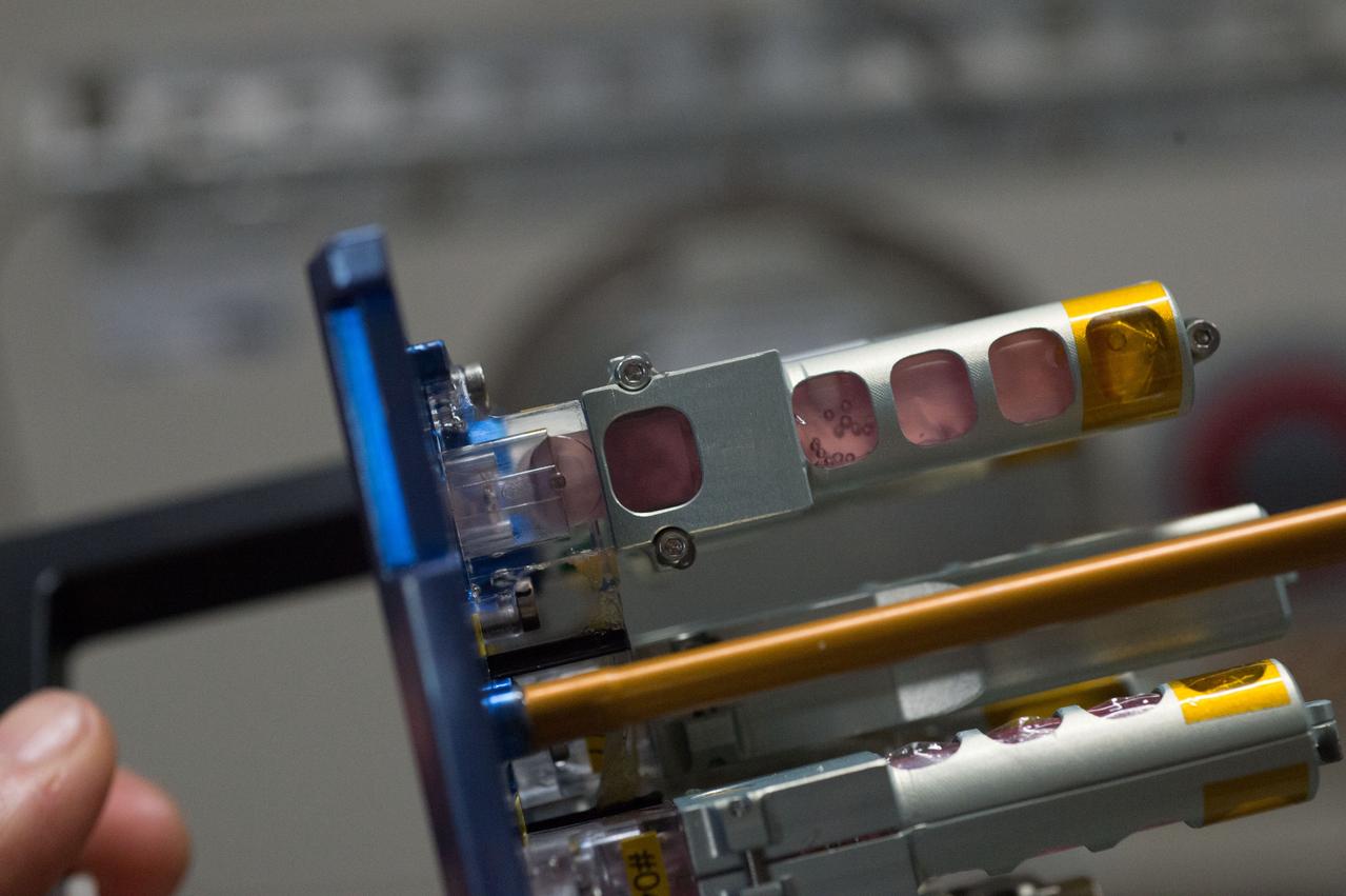 iss043e167915 (May 2, 2015) --- Experiment Container (EC) for the TripleLux-A experiment during remobal from Incubator. The TripleLux-A experiment studies the effects of the spaceflight conditions on immune suppresion in mice, which will help scientists understand the effects of radiation and microgravity on the human immune system in space.