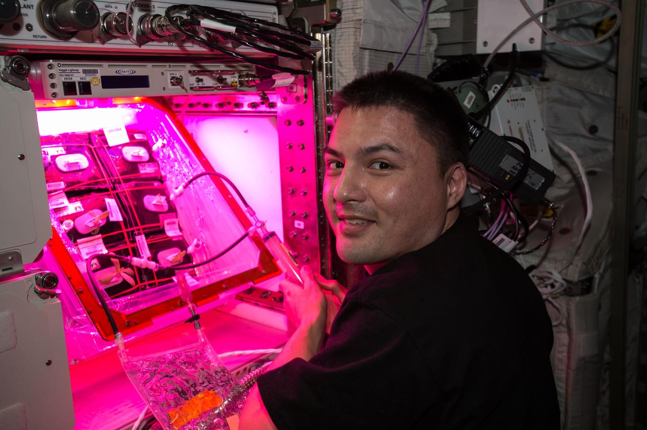 Flight engineer Kjell Lindgren poses with zinnia plants in the Veggie facility during Plant Pillow water refill operations. Image was taken in the Columbus European Laboratory and released by Lindgren on social media. "Our zinnias are looking good! #SpaceGardener"