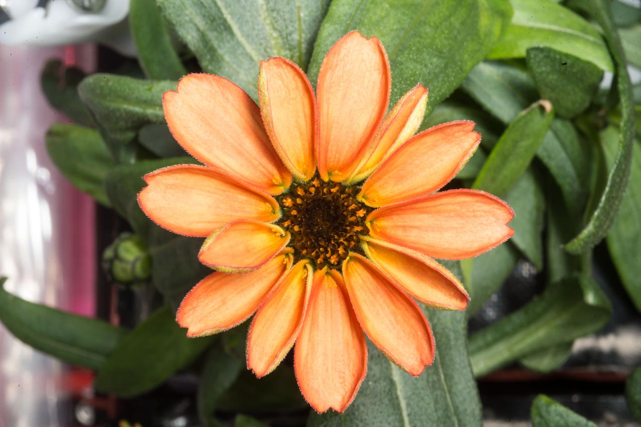 Photographic documentation of VEG-01 taken by the Expedition 46 crew. The Veg-01 investigation is used to assess on-orbit function and performance of the Veggie facility, focusing on the growth and development of seedlings in the spaceflight environment and the composition of microbial flora on the plants and the facility. For this run, Zinnias were grown for 60 days and produced these flowers.