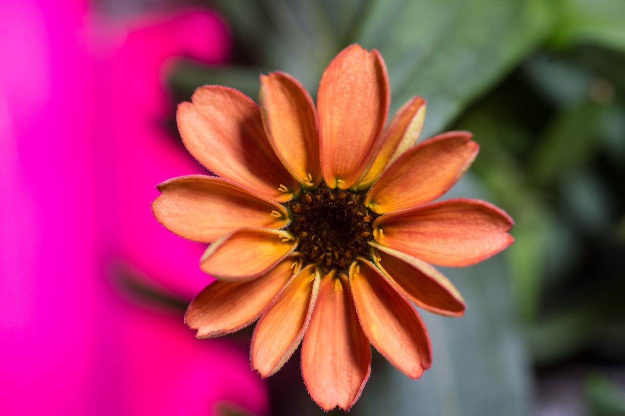 Photographic documentation of VEG-01 taken by the Expedition 46 crew. The Veg-01 investigation is used to assess on-orbit function and performance of the Veggie facility, focusing on the growth and development of seedlings in the spaceflight environment and the composition of microbial flora on the plants and the facility. For this run, Zinnias were grown for 60 days and produced these flowers.