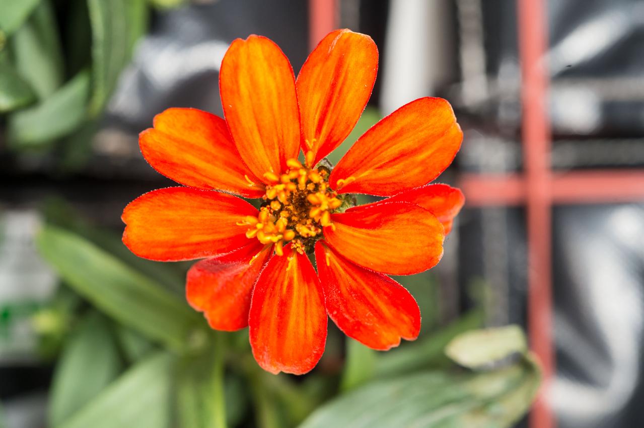 iss046e017198 (1/22/2016) ---  Close-up view of Zinnia grown as part of VEG-01 experiment in the Columbus module aboard the International Space Station (ISS). The Veg-01 investigation is used to assess on-orbit function and performance of the Veggie facility, focusing on the growth and development of seedlings in the spaceflight environment and the composition of microbial flora on the plants and the facility. For this run, Zinnias were grown for 60 days and produced flowers.