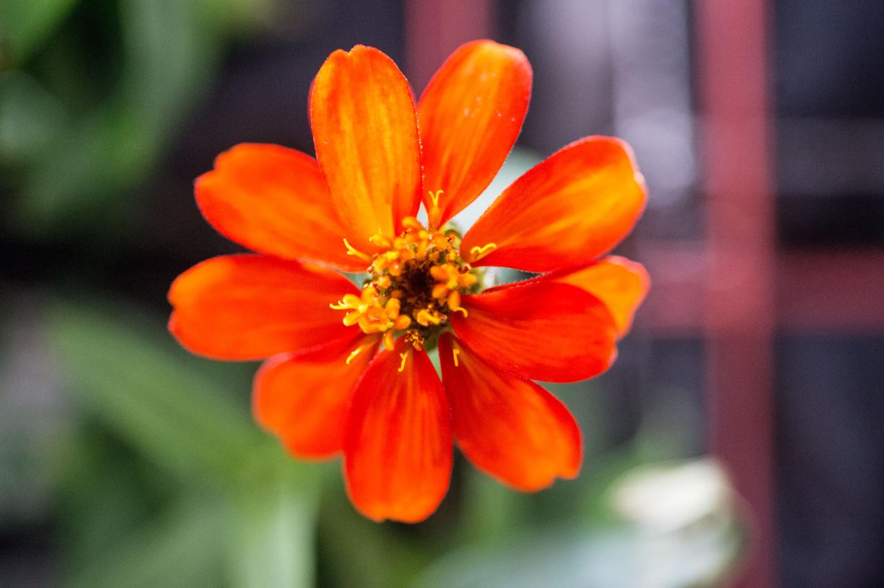 iss046e017204 (1/22/2016) --- Close-up view of Zinnia grown as part of VEG-01 experiment in the Columbus module aboard the International Space Station (ISS). The Veg-01 investigation is used to assess on-orbit function and performance of the Veggie facility, focusing on the growth and development of seedlings in the spaceflight environment and the composition of microbial flora on the plants and the facility. For this run, Zinnias were grown for 60 days and produced flowers.
