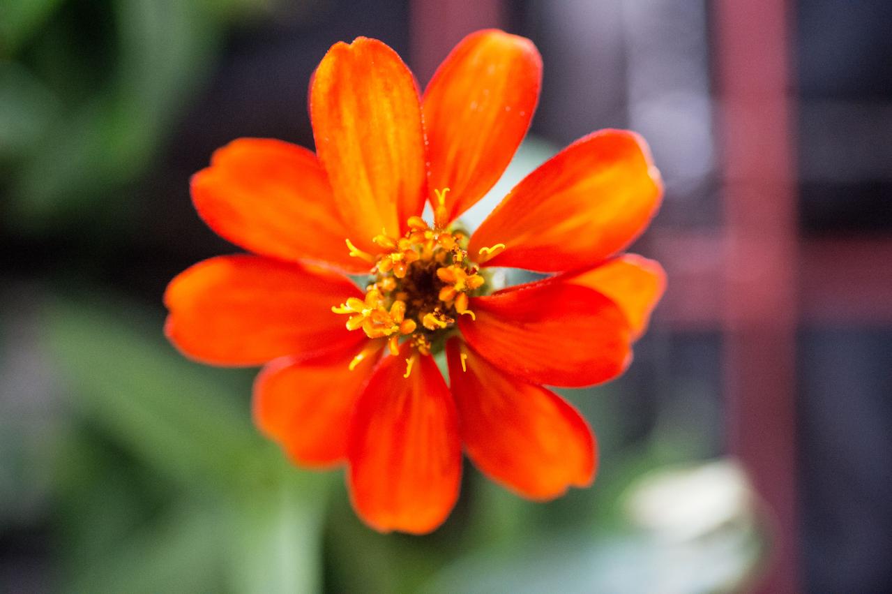 Close-up view of Zinnia grown as part of VEG-01 experiment floating Columbus module. The Veg-01 investigation is used to assess on-orbit function and performance of the Veggie facility, focusing on the growth and development of seedlings in the spaceflight environment and the composition of microbial flora on the plants and the facility. For this run, Zinnias will be grown for 60 days and are expected to produce flowers.