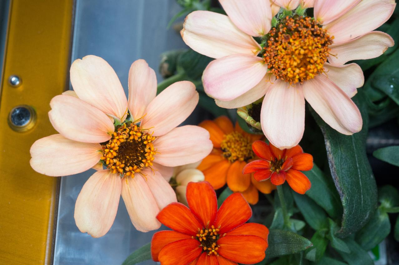 Photographic documentation of VEG-01 flowers taken by the Expedition 46 crew. The Veg-01 investigation is used to assess on-orbit function and performance of the Veggie facility, focusing on the growth and development of seedlings in the spaceflight environment and the composition of microbial flora on the plants and the facility. For this run, Zinnias will be grown for 60 days and are expected to produce flowers.
