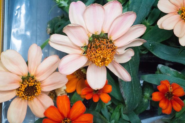 NASA image: VEG-01 Ops