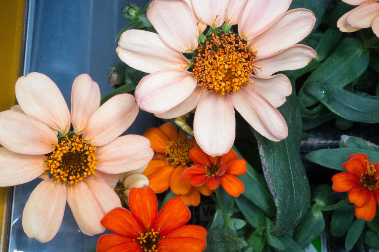 Photographic documentation of VEG-01 flowers taken by the Expedition 46 crew. The Veg-01 investigation is used to assess on-orbit function and performance of the Veggie facility, focusing on the growth and development of seedlings in the spaceflight environment and the composition of microbial flora on the plants and the facility. For this run, Zinnias will be grown for 60 days and are expected to produce flowers.