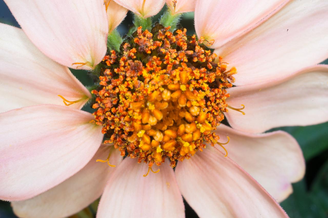 Photographic documentation of VEG-01 flowers taken by the Expedition 46 crew. The Veg-01 investigation is used to assess on-orbit function and performance of the Veggie facility, focusing on the growth and development of seedlings in the spaceflight environment and the composition of microbial flora on the plants and the facility. For this run, Zinnias will be grown for 60 days and are expected to produce flowers.