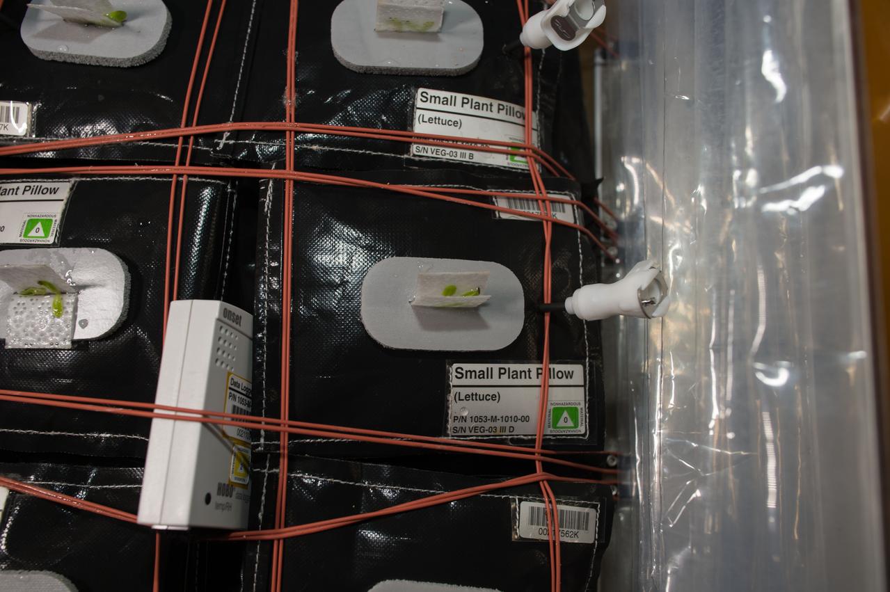iss050e000489 (11/2/2016) --- View during VEG-03 plant thinning (lettuce) - Small Plant Pillow. Organisms grow differently in space, from single-celled bacteria to plants and humans. But future long-duration space missions will require crew members to grow their own food, so understanding how plants respond to microgravity is an important step toward that goal. Veg-03 uses the Veggie plant growth facility to cultivate a type of cabbage, which is harvested in orbit with samples returned to Earth for testing.