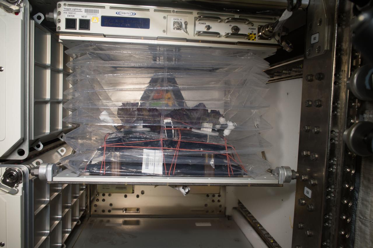 iss050e011238 (11/22/2016) --- Photographic documentation of VEG-03 plants in the Veggie facility. Organisms grow differently in space, from single-celled bacteria to plants and humans. But future long-duration space missions will require crew members to grow their own food, so understanding how plants respond to microgravity is an important step toward that goal. Veg-03 uses the Veggie plant growth facility to cultivate a type of cabbage, which is harvested in orbit with samples returned to Earth for testing.