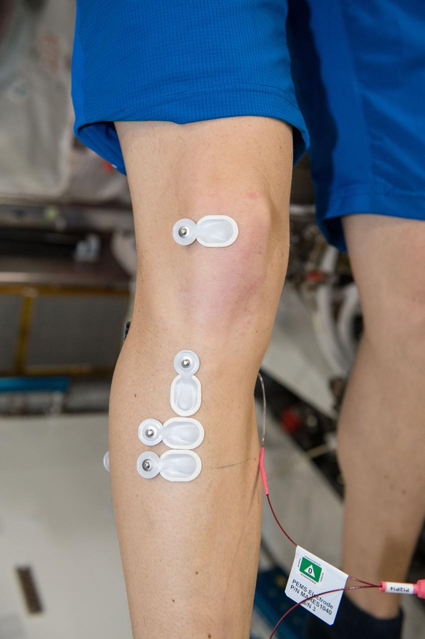 iss050e012907 (11/29/2016) --- European Space Agency (ESA) Thomas Pesquet (only leg - wearing electrodes) during the setup phase of the Sarcolab-3 Experiment in the Columbus Module. Myotendinous and Neuromuscular Adaptation to Long-term Spaceflight (Sarcolab) investigates the adaptation and deterioration of the soleus, or calf muscle, where it joins the Achilles tendon, which links it to the heel and carries loads from the entire body. Muscle fiber samples are taken from crew members before and after flight, and analyzed for changes in structural and chemical properties.