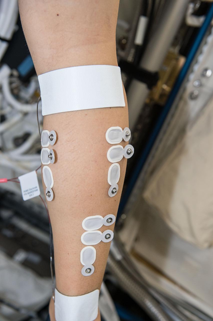 iss050e012909 (11/29/2016) --- A view of an Expedition 50 Crewmember (wearing electrodes) during the setup phase of the Sarcolab-3 Experiment in the Columbus Module. Myotendinous and Neuromuscular Adaptation to Long-term Spaceflight (Sarcolab) investigates the adaptation and deterioration of the soleus, or calf muscle, where it joins the Achilles tendon, which links it to the heel and carries loads from the entire body. Muscle fiber samples are taken from crew members before and after flight, and analyzed for changes in structural and chemical properties.