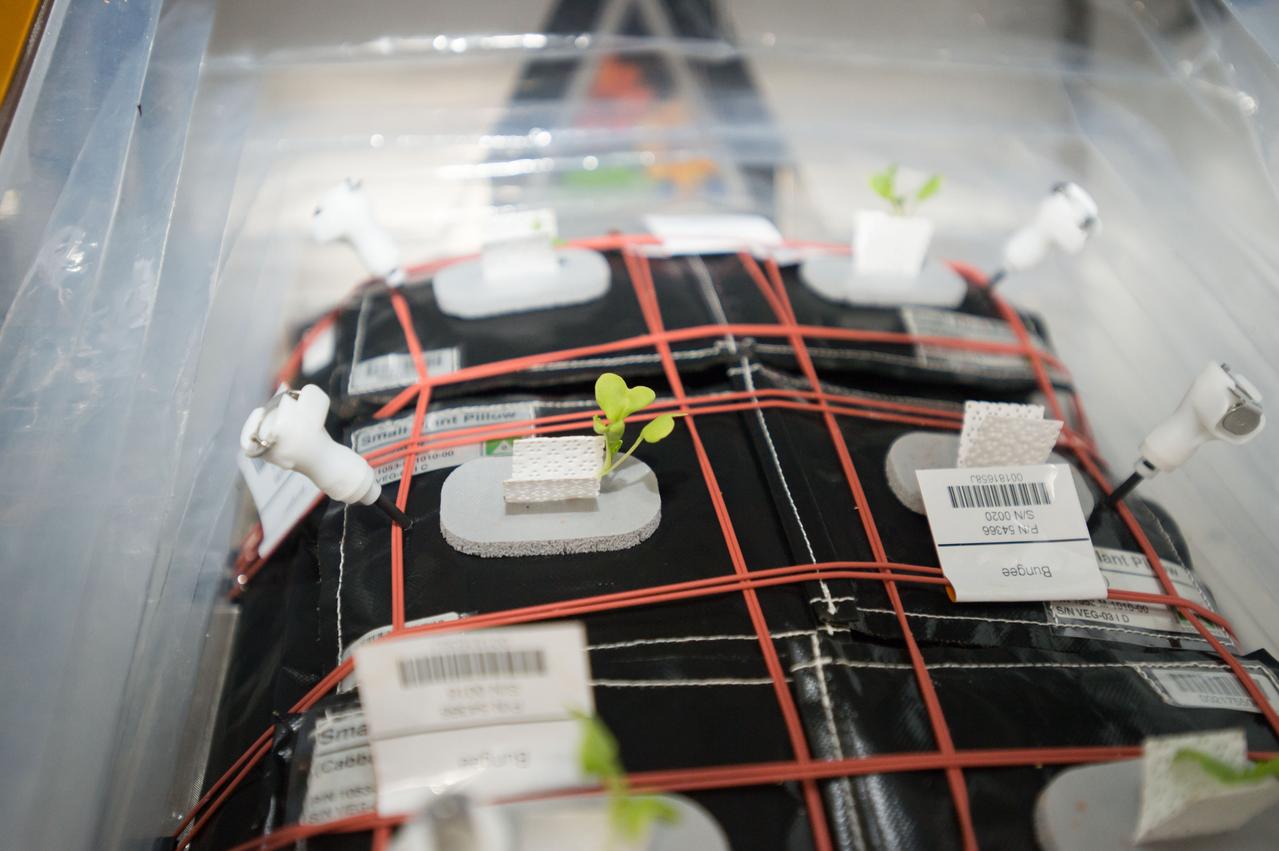 iss050e036324 (1/29/2017) --- Photographic documentation of Small Plant Pilllow (Cabbage) - Veggie-03. Organisms grow differently in space, from single-celled bacteria to plants and humans. But future long-duration space missions will require crew members to grow their own food, so understanding how plants respond to microgravity is an important step toward that goal. Veg-03 uses the Veggie plant growth facility to cultivate a type of cabbage, which is harvested in orbit with samples returned to Earth for testing.
