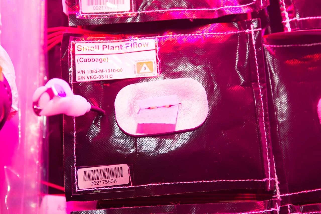 iss050e067347 (4/6/2017) --- A view during wick opening on each plant pillow, in the Columbus Module. Organisms grow differently in space, from single-celled bacteria to plants and humans. But future long-duration space missions will require crew members to grow their own food, so understanding how plants respond to microgravity is an important step toward that goal. Veg-03 uses the Veggie plant growth facility to cultivate a type of cabbage, which is harvested in orbit with samples returned to Earth for testing.