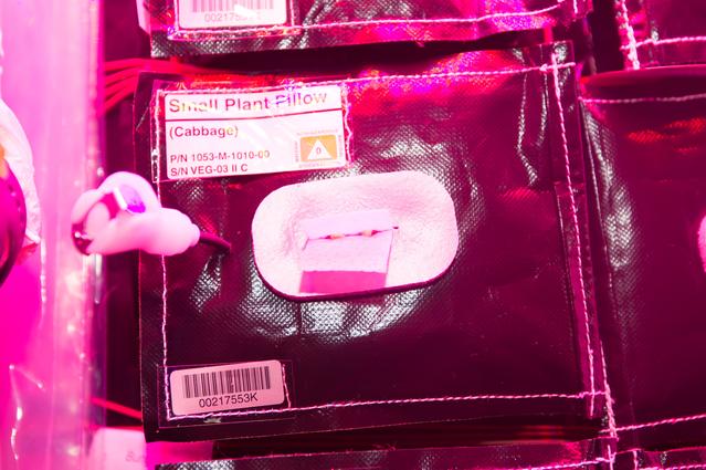 NASA image: VEG-03 Wick Opening