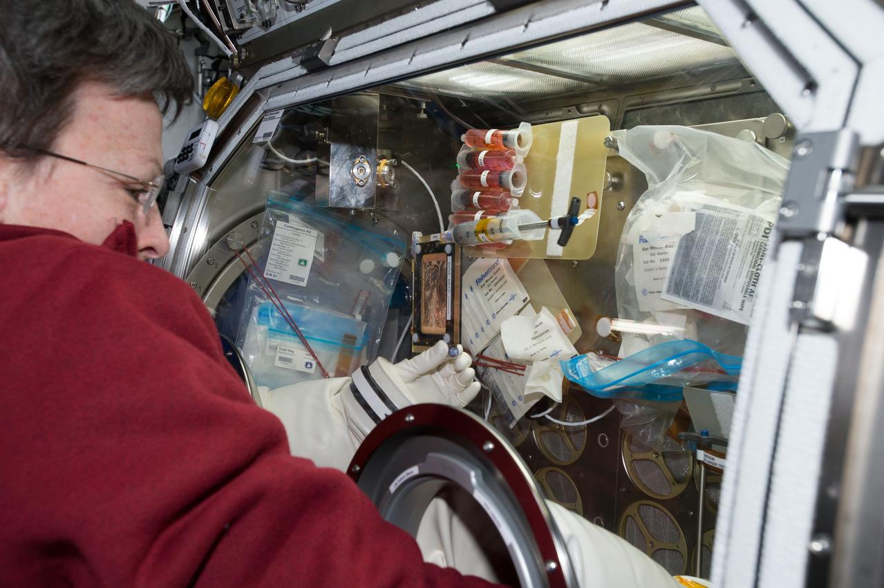 iss051e036121 (5/3/2017) --- An over-the-shoulder look at Commander Peggy Whitson working inside the Microgravity Sciences Glovebox (MSG) to change the media in the BioCell for the OsteoOmics experiment. Image was taken in the Destiny U.S. Laboratory. Gravitational Regulation of Osteoblast Genomics and Metabolism (OsteoOmics) aims to validate if magnetic levitation is a reasonable simulation of orbital free fall by measuring biological endpoints, such as signaling pathways and gene expression in osteoblast and osteoclast cells.  Cells are exposed to a microgravity environment and ground based cells are exposed to magnetic levitation. If the validation is successful, then ground-based magnetic levitation will be an important ground-based tool to investigate the effect of gravitational force on biological systems.