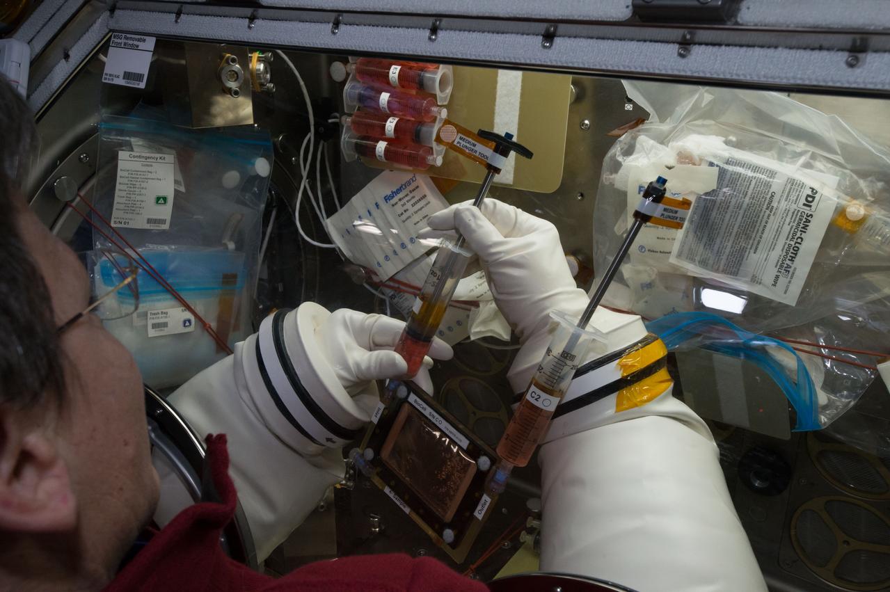 iss051e036140 (5/3/2017) --- A view inside the Microgravity Sciences Glovebox (MSG) where Commander Peggy Whitson works to change the media in a BioCell for the OsteoOmics experiment. Image was taken in the Destiny U.S. Laboratory. Gravitational Regulation of Osteoblast Genomics and Metabolism (OsteoOmics) aims to validate if magnetic levitation is a reasonable simulation of orbital free fall by measuring biological endpoints, such as signaling pathways and gene expression in osteoblast and osteoclast cells. Cells are exposed to a microgravity environment and ground based cells are exposed to magnetic levitation. If the validation is successful, then ground-based magnetic levitation will be an important ground-based tool to investigate the effect of gravitational force on biological systems.