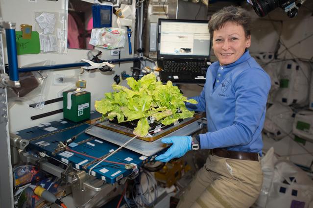NASA image: Veg-03 Final Plant Harvesting
