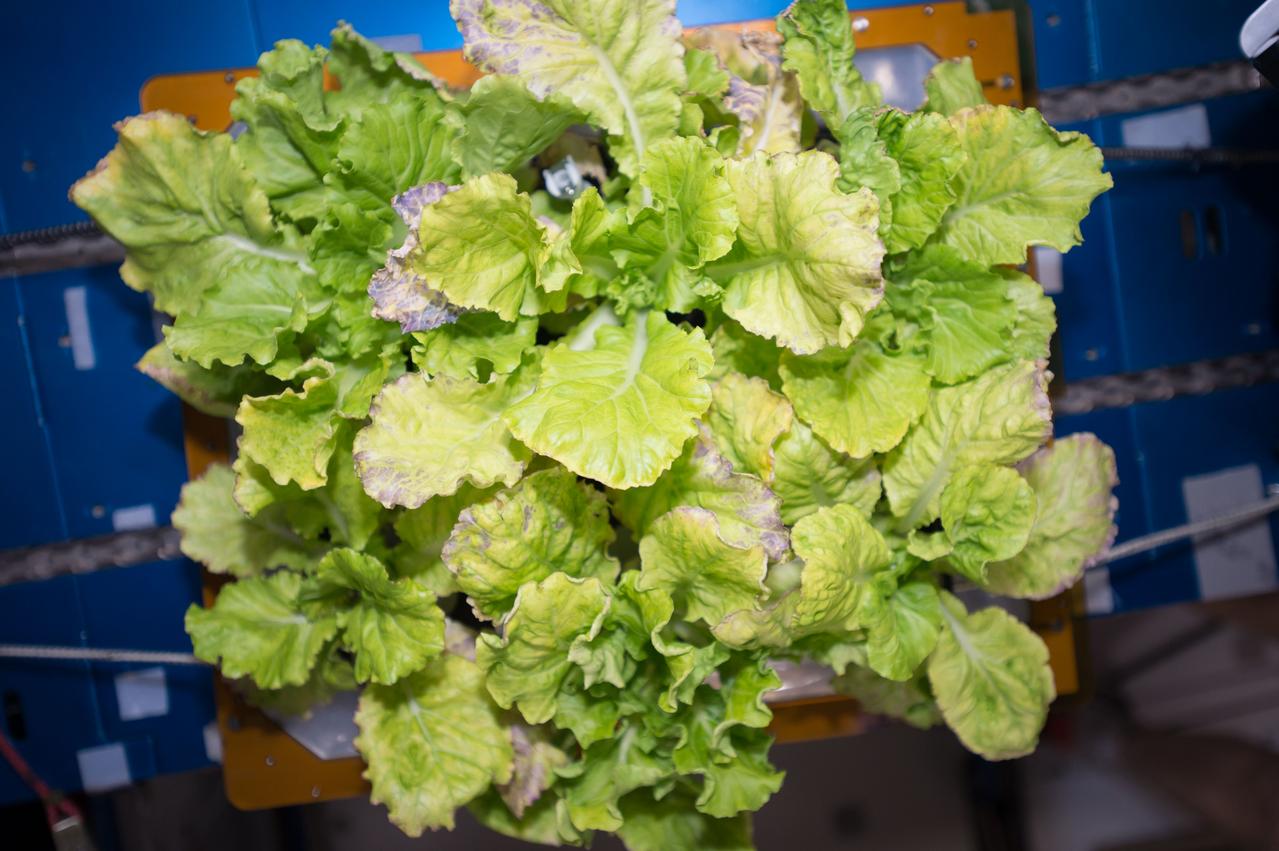 View of cabbage plants in the Vegetable Production System (Veggie) bellows, with the bellows secured to the Maintenance Work Area (MWA) in the Harmony Node 2. Image was taken during final harvesting operations (OPS) for the Veg-03 experiment.