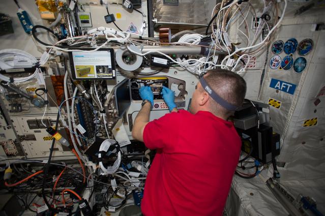 NASA image: Seedling Growth 3