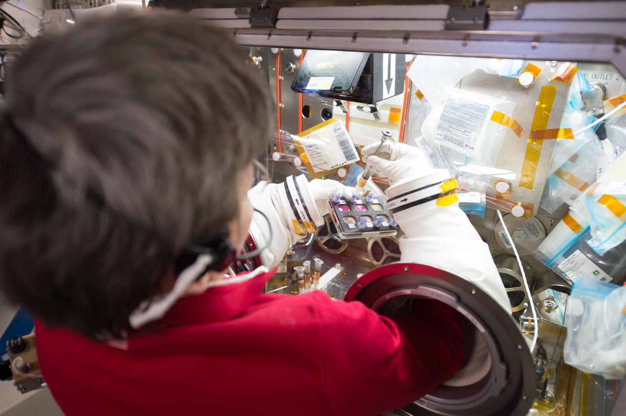 iss052e018944 (7/24/2017) --- NASA astronaut Peggy Whitson working with the Efficacy and Metabolism of Azonafide Antibody-Drug Conjugates in Microgravity (ADCs in Microgravity). The ADCs in Microgravity investigation evaluates new antibody-drug conjugates that combine an immune-activating drug with antibodies in order to target only cancer cells, increasing the effectiveness of chemotherapy and reducing its side effects. In microgravity, cancer cells grow in three-dimensional, spheroid structures that closely resemble their form in the human body, allowing for better drug testing. This investigation may accelerate development of targeted therapies for cancer patients.