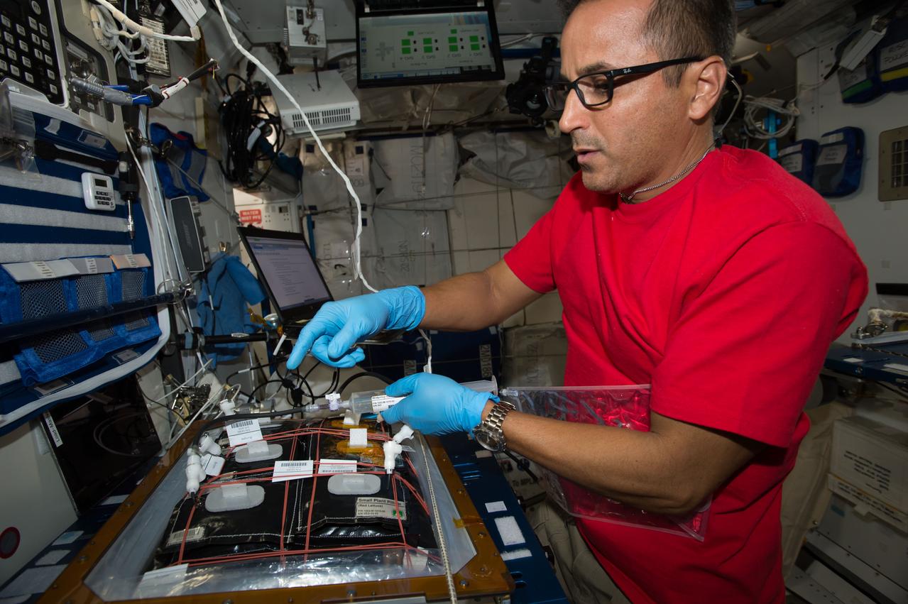 iss053e047057 (Sept. 26, 2017) --- Flight Engineer Joe Acaba installs botany gear for the Veggie facility to demonstrate plant growth in space for the Veg-03 experiment. The botany study uses the Veggie plant growth facility to cultivate cabbage, lettuce and mizuna, which are harvested on-orbit with samples returned to Earth for testing.