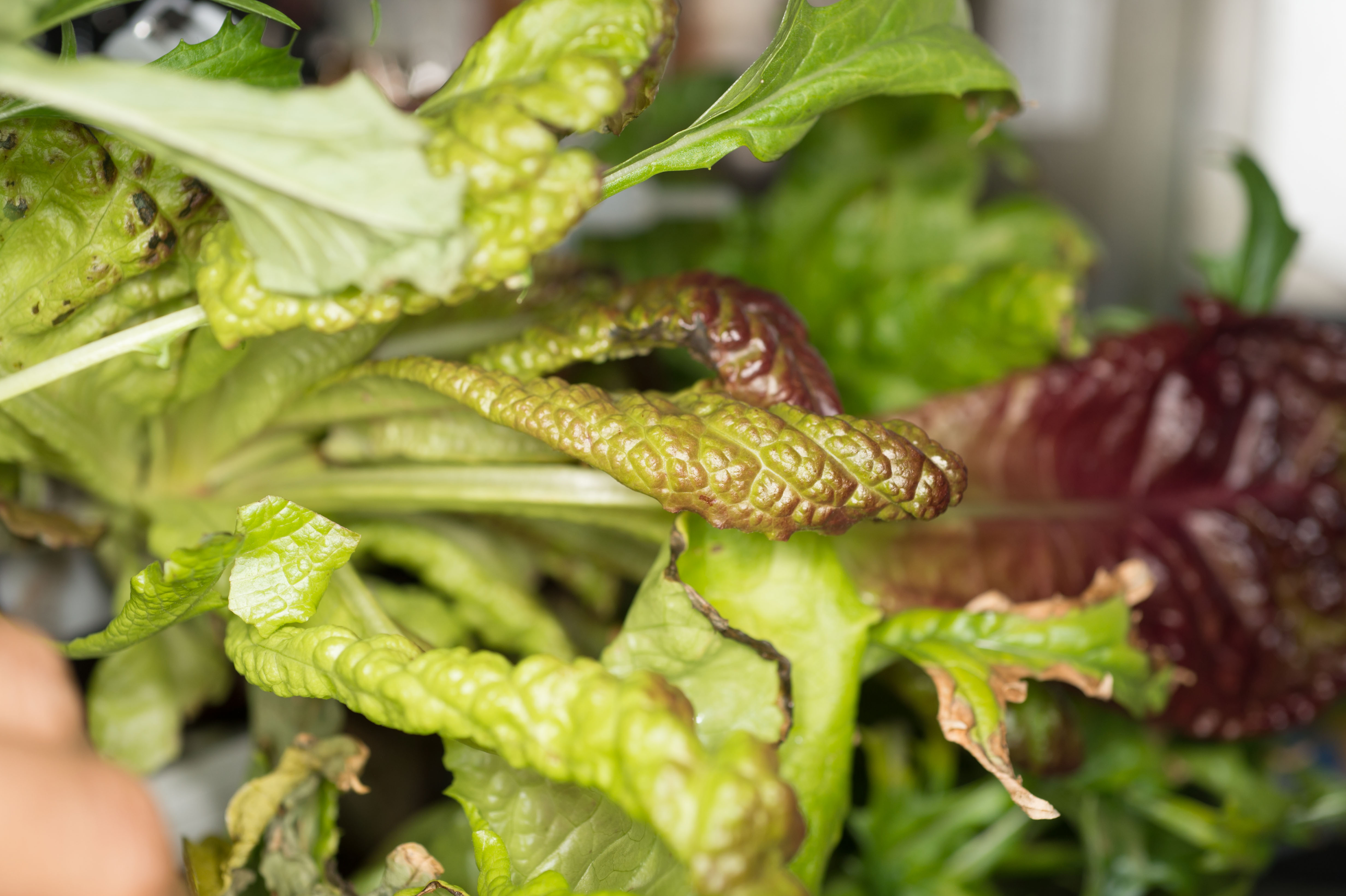 iss053e143976 (Nov. 11, 2017) --- Red lettuce is pictured being cultivated inside the Veggie facility for the Veg-03 botany experiment. Future long-duration space missions will look to have crew members grow their own food, so understanding how plants respond to microgravity is an important step toward that goal. Veg-03 uses the Veggie plant growth facility to cultivate a type of cabbage, lettuce and mizuna which are harvested on-orbit with samples returned to Earth for testing.
