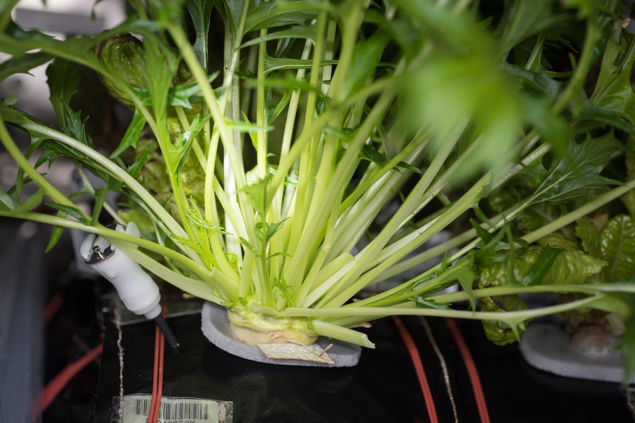 iss053e180041 (Nov. 14, 2017) --- Mizuna is pictured being cultivated inside the Veggie facility for the Veg-03 botany experiment. Future long-duration missions will look to have crew members grow their own food, so understanding how plants respond to microgravity is an important step toward that goal. Veg-03 uses the Veggie plant growth facility to cultivate a type of cabbage, lettuce and mizuna which are harvested on-orbit with samples returned to Earth for testing.