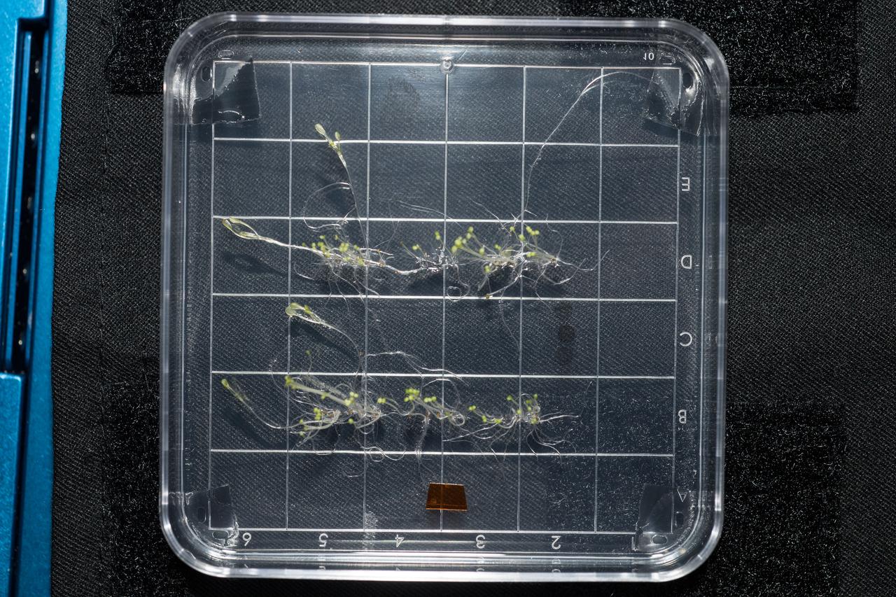 iss054e022372 (1/20/2018) --- Photo documentation of Arabidopsis seedlings  from the Petri Plants-2 experiment in the Destiny U.S. Laboratory aboard the International Space Station (ISS). The Characterizing Arabidopsis Root Attractions-2 (CARA-2) investigation explores the molecular biology guiding the altered growth of plants, specifically roots, in spaceflight.