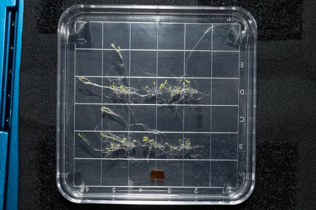 NASA image: Petri Plants-2 Experiment Plate Final Survey