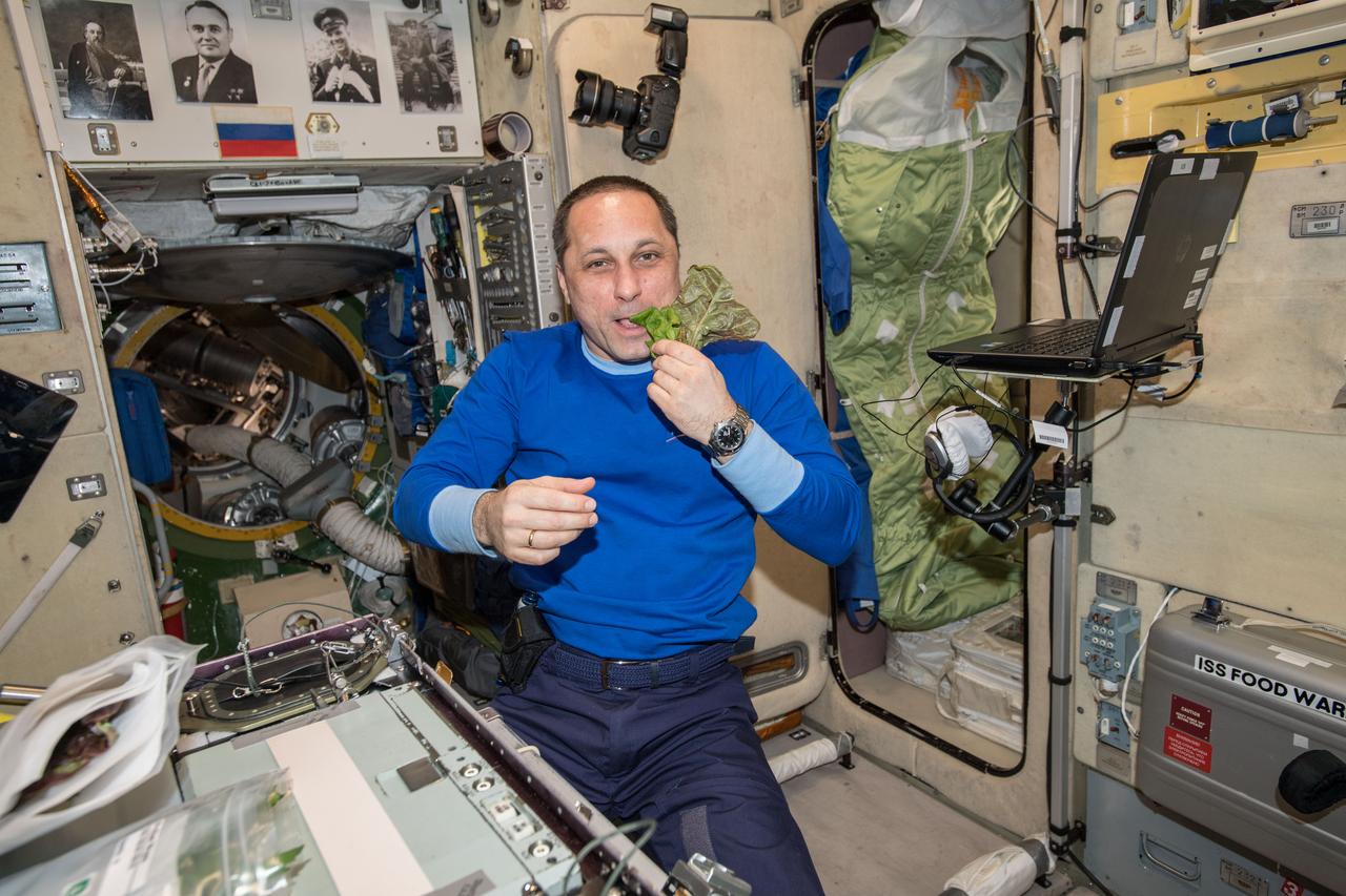iss055e001536 (March 8, 2018) --- Expedition 55 Commander Anton Shkaplerov eats a piece of lettuce harvested as part of the ongoing space crop study VEG-03. The botany experiment uses the Veggie plant growth facility to cultivate a type of cabbage, lettuce and mizuna which are harvested on-orbit with some samples consumed by astronauts and others returned to Earth for testing.