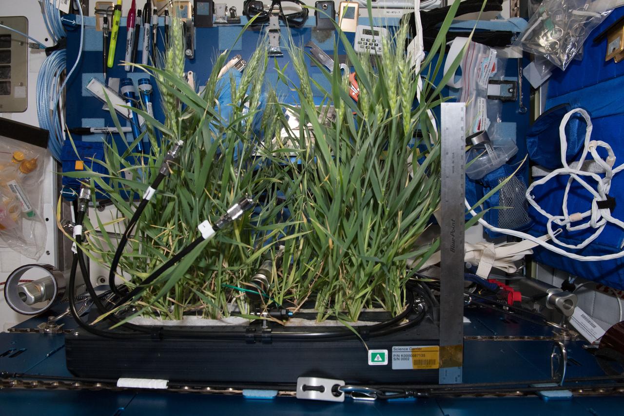 iss055e001931 (Mar. 12, 2018) --- Dwarf wheat plants during routine cleaning in the Advanced Plant Habitat Facility, a facility to conduct plant bioscience research on the International Space Stations (ISS).