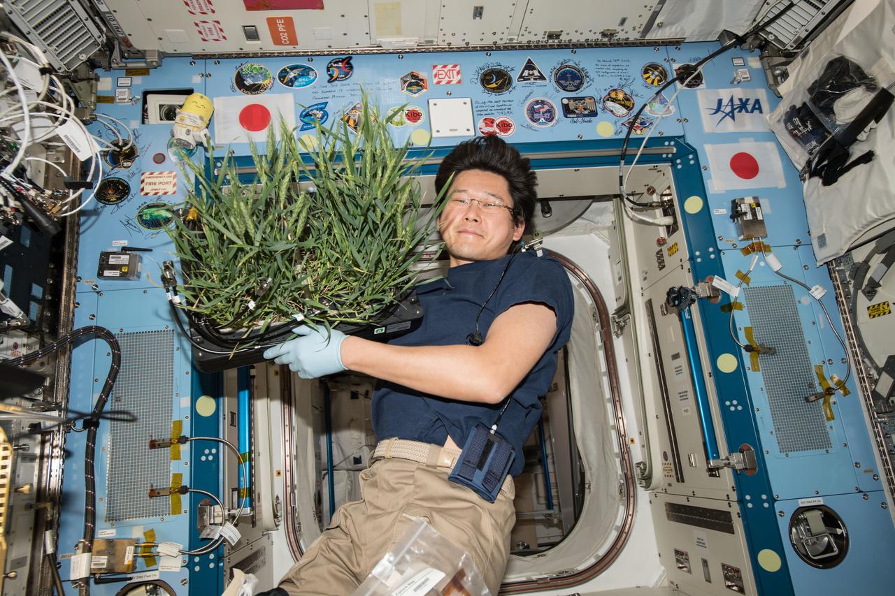 iss055e001961 (March  12, 2018) --- Astronaut Norishige Kanai, of the Japan Aerospace Exploration Agency, holds dwarf wheat plants grown inside the Plant Habitat growth chamber located in Japan's Kibo laboratory module.