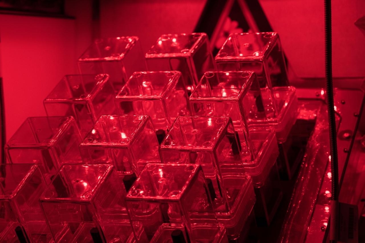 iss055e019903 (4/12/2018) --- Photographic documentation taken aboard the International Space Station (ISS) during the configuration of the Veggie facility and the installation of twenty APEX-06 petri plates to begin the growth process of the plants. APEX-06 expands the understanding of plant growth in space. Detailed understanding of how different plants grow in space can provide for better life support system design and resource planning for long term space missions.