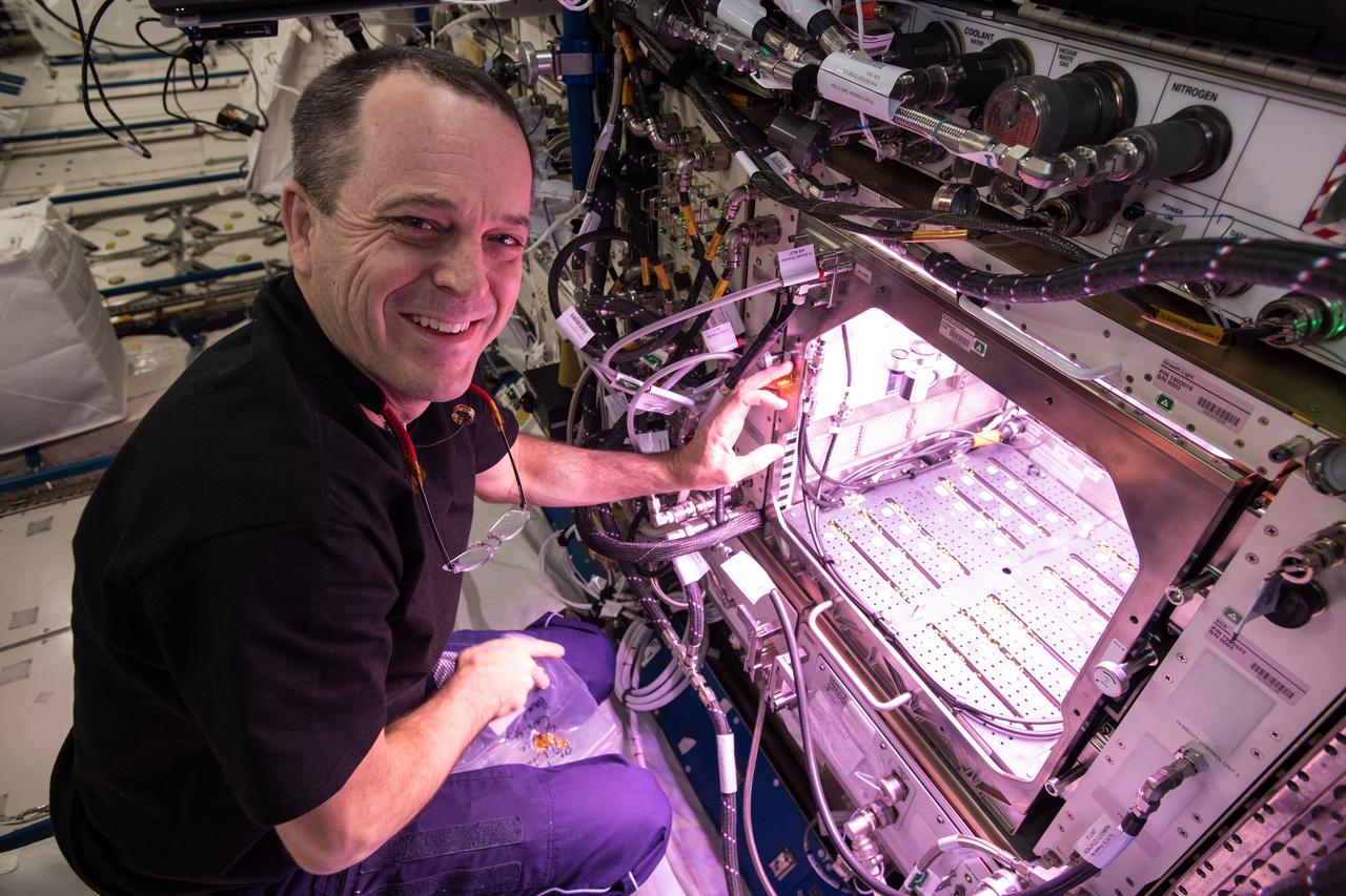 iss056e032034 (June 22, 2018) --- NASA astronaut Ricky Arnold is inside the Columbus laboratory module thinning plants for the Plant Habitat-1 experiment that is comparing plants grown in microgravity to those grown on Earth.