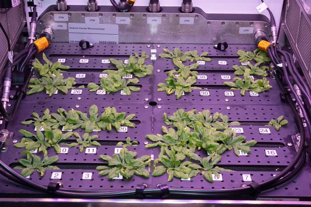 NASA image: Plant Habitat-01 Plant Harvest Set 1 Part 1